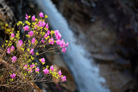 龙与花摄影照片_韩国杜鹃花与Biryong瀑布在雪兰山国家公园，韩国。碧龙瀑布