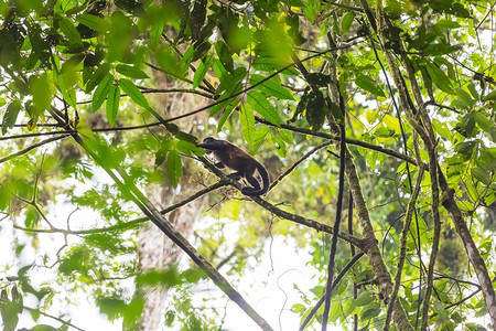 costa摄影照片_中美洲哥斯达黎加的白脸卷尾猴森林