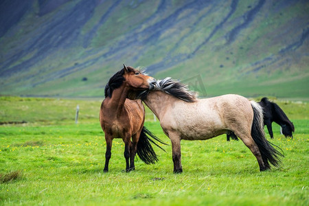 马摄影照片_ 美丽，美丽，棕色，关闭