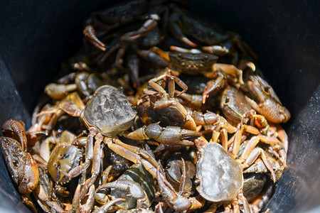 海味盛宴摄影照片_鲜蟹岩，野生淡水蟹桶，森林蟹或石蟹河