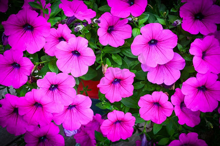 紫色或粉红色的矮牵牛花开花在春天的花园背景 