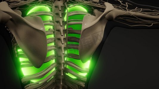 弘扬科学摄影照片_人体肺部发光的科学解剖扫描人体肺放射学检查