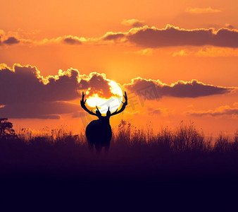 鹿剪影在草原反对日落