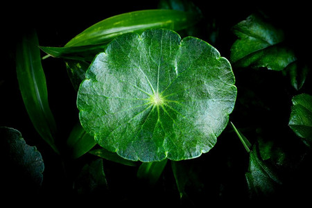 市背景摄影照片_新鲜的绿色草本植物亚洲pennywort叶子在黑暗背景美丽/Centella asiatica叶 