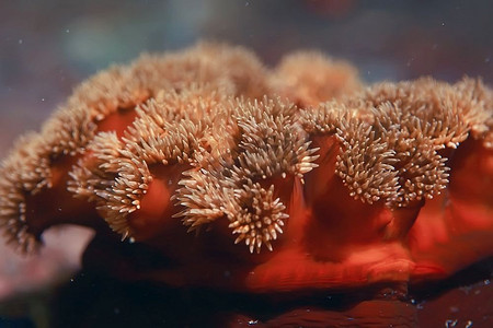 海葵大触角珊瑚的纹理