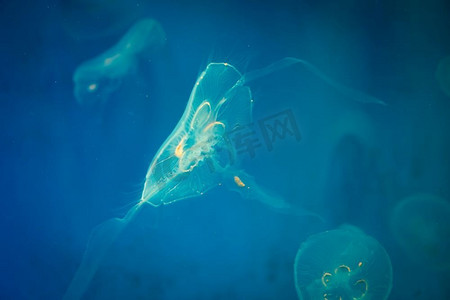 海月水母与蓝光背景