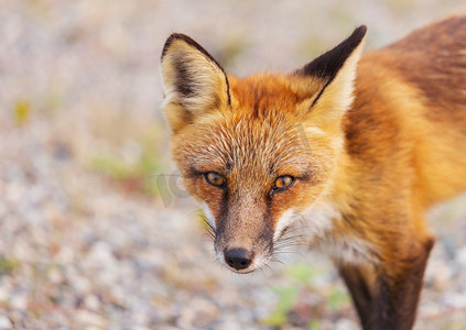 俘虏摄影照片_红色狐狸（Vulpes vulpes）的象象在绿色背景在夏季