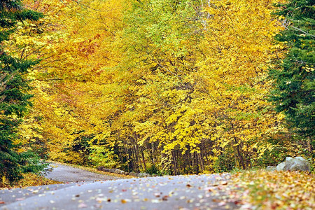 秋路摄影照片_美国缅因州的秋路。