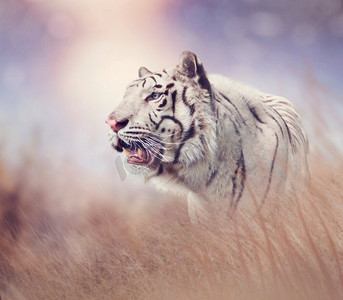 白虎在草原日落