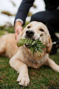 金缕梅金飘带摄影照片_脖子上戴着花环的婚礼上的金毛猎犬