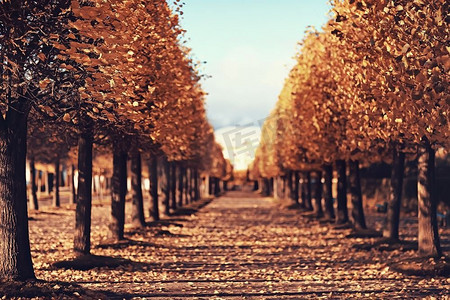 十月风景/公园里的秋天，黄色的十月树，秋天的小巷风景