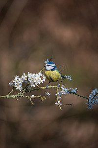 春天树叶鸟摄影照片_蓝色山雀Cyanistes Caerulueus鸟美丽的春天图像在开花的山楂灌木在林地景观设置