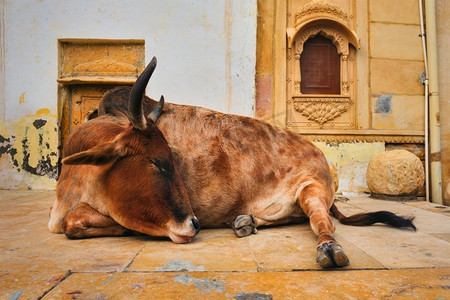 印度文化摄影照片_印度牛睡在街上。牛在印度是一种神圣的动物。印度拉贾斯坦邦的贾西亚尔默堡。印度牛在街上休息
