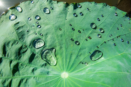 荷叶上面有水滴，绿叶，早上有光