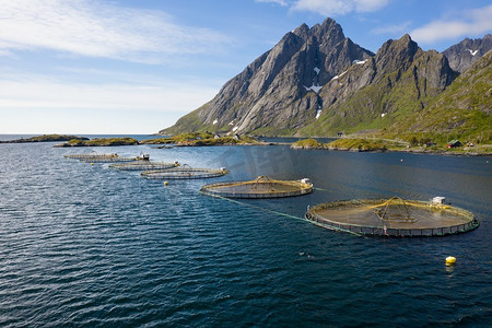 超过摄影照片_挪威的农场鲑鱼捕鱼挪威是世界上最大的养殖鲑鱼生产国，每年生产超过100万吨。
