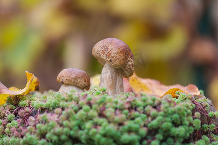 秋天森林里的蘑菇