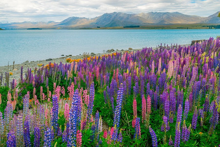 花摄影照片_新西兰Tekapo湖和Lupin Field的景观。新西兰的夏季旅游特卡普湖地标。新西兰风景