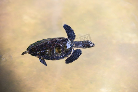 鹰嘴龟2-3个月大的小宝宝/海龟在农场的水塘里游泳