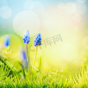 明媚春天摄影照片_春天自然背景与野生风信子花在草在天空背景与bokeh。阳光明媚的春日，户外