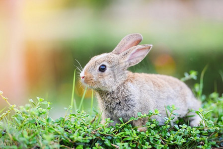 背景卡摄影照片_The bunny brown rabbit on green grass/兔子复活节概念