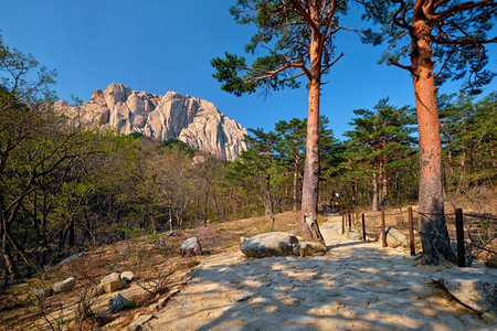 Ulsanbawi岩石和远足径在松树林在雪乐山国家公园，韩国。韩国雪兰山国家公园的Ulsanbawi岩石