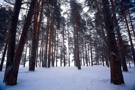 冬季森林景观/十二月视图在粉雪，降雪景观森林