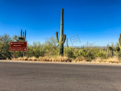 Saguaro国家公园的一条高速公路穿过典型的索诺兰沙漠风景