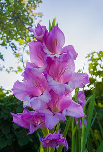 娇嫩的露珠滴在紫色粉红色的剑兰花瓣上。夏日阳光明媚的早晨，剑花盛开在花园里。