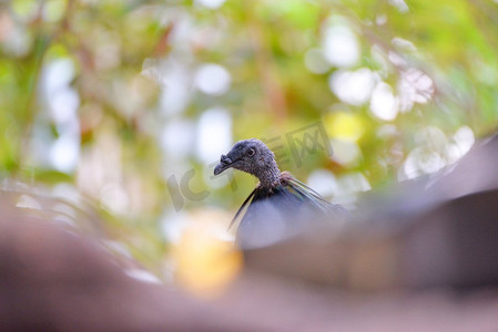 鸽子和平摄影照片_在树自然背景的Nicobar鸽子鸟—选择性焦点/Nicobar鸽子