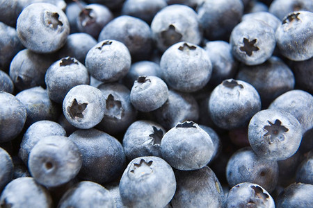 成熟蓝莓的全帧视图蓝莓美国蓝莓