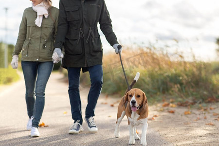 家庭，宠物和人的概念—母亲，父亲和小女儿在秋天与比格犬牵着皮带散步。秋天和狗一起散步的家庭