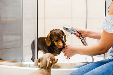 狗洗澡摄影照片_女人照顾她的小狗。女洗，洗澡下清洗腊肠犬。动物卫生概念女人洗澡她的狗