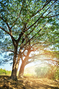 夏日里的萨曼卡·萨曼树的大树