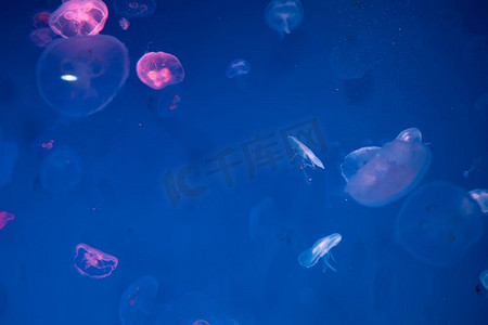 水族logo摄影照片_水族馆中的水母，用于研究的海洋动物