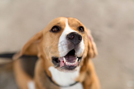 宠物头摄影照片_宠物和动物概念—小猎犬特写镜头。Beagle Dog