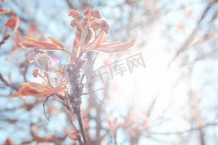 明媚春天摄影照片_色调的背景春天树枝与幼叶太阳眩光模糊bokeh
