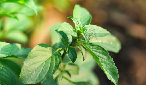 草药花摄影照片_亚洲罗勒叶在树罗勒绿色palnt在花园的草药和香料食物 