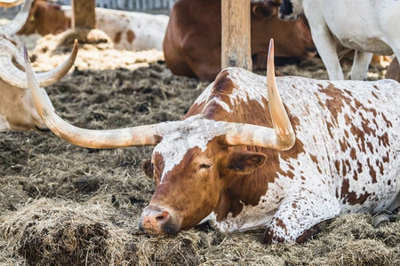 长角牛放松在一个谷仓院子在炎热的夏天太阳在农村环境