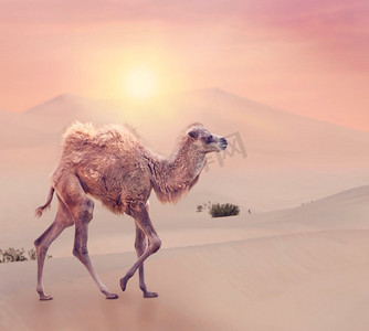 行走的骆驼摄影照片_有两个驼峰的小骆驼，夕阳下走在沙漠中的双峰驼