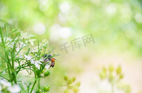 黄蜂摄影照片_ 背景，美丽，美丽，蜜蜂