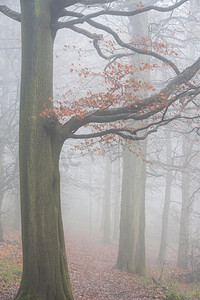 美丽的喜怒无常和戏剧性的秋天森林景观场景与薄雾和雾给梦一样的感觉