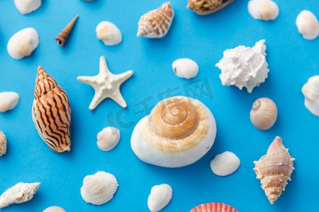 海洋生物背景摄影照片_海洋生物和夏天概念—不同的海贝壳在蓝色背景。不同的海贝壳在蓝色背景