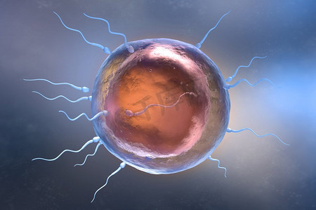 精子和卵细胞的插图。3D插图。精子和卵细胞的插图