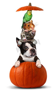 万圣节宠物在南瓜作为一个垂直的宠物组，像一只狗，猫，鸟和仓鼠坐在一个橘子葫芦与3D插图元素。