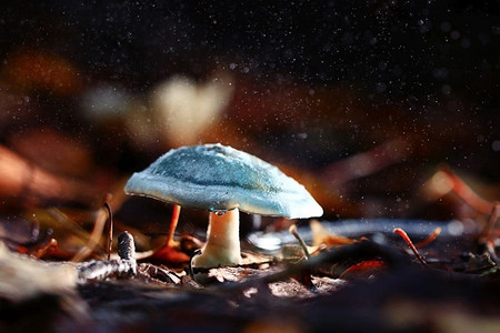小毒蘑菇，魔术图片