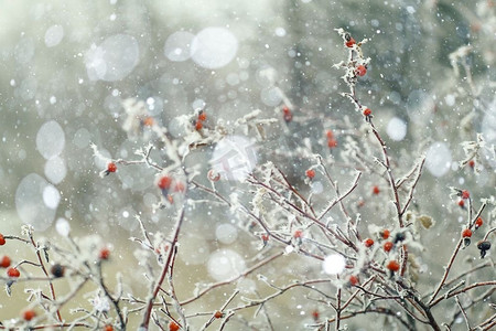 冰的摄影照片_用雪覆盖的分支冬天降雪背景