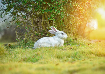 在花园春天草绿色背景的白兔—在领域夏天的兔子