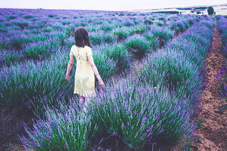 熏衣草摄影照片_ 一个年轻女子在熏衣草领域的背影                              