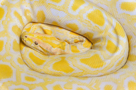 金蟒蛇黄色蛇躺纹理背景/白化缅甸蟒蛇 
