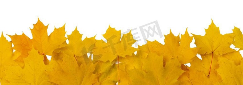 黄色秋天叶子框架隔绝在白色背景复制空间文本。秋叶架